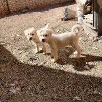 توله سگ پاپی