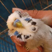 جفت مرغ عشق انگلیسی ۲۰۲۳