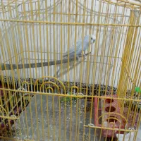 مرغ عشق|پرنده|اردل, |دیوار