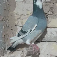 کفتر ابلق