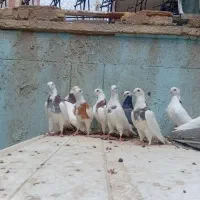 کبوتر طوقی شازده. سفید|پرنده|اصفهان, باب الدشت|دیوار