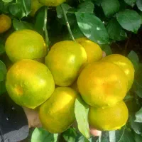 فروش ۷تن نارنگی ژاپنی|عمدهفروشی|جویبار, |دیوار