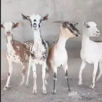 بز چهارعدد ابستن سه ماهه اخرش ۳۴ ملیون