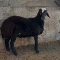 بره نر پروار چاق|حیوانات مزرعه|شاهرود, |دیوار