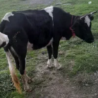 لیشه یه بچه اورده فروشی قیمت مناسب