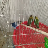 طوطی برزیلی 2 ماهه دستی کاملا رام|پرنده|قائم‌شهر, |دیوار