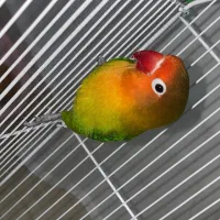 طوطی برزیلی