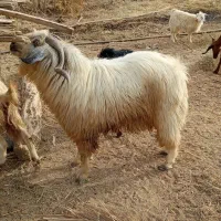 فروش تعدادی گوسفند ارزوییه
