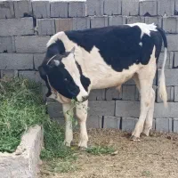 گوساله ی نر فروشی
