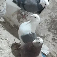 کبوتر پرشی ۴ عدد|پرنده|مشگین شهر, |دیوار