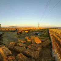 فروش و اجاره