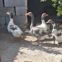 فروش غاز درشت