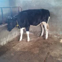 گوساله هلشتاین|حیوانات مزرعه|گنبد کاووس, |دیوار