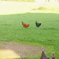 فروش بوقلمون و اردک اسرائیلی و مرغ و خروس|حیوانات مزرعه|چالوس, |دیوار