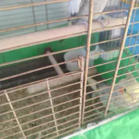 فروش یا معاوضه طوطی عروس|پرنده|محمدیه-قزوین, |دیوار