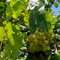 دودستگاه-خانه-ویلایی-باحیاط-تقریبا500-مترباغ-انگور