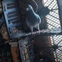پلاکی|پرنده|سوق, |دیوار