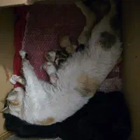 واگذاری گربه