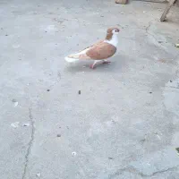 ساده زرد کاکلی ماده