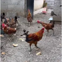 جوجه خروس دیارم چرام