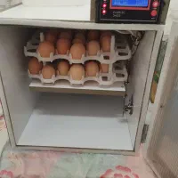 دستگاه جوجه کشی