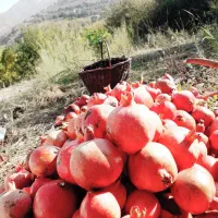 انار سالم و انار رب گیری پاوه