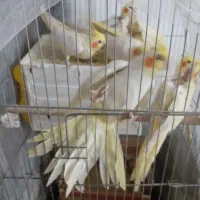 عروس هلندی لوتینو با جوجه|پرنده|تهران, بوستان بعثت (باغ آذری)|دیوار