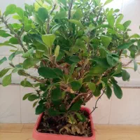 گل مرجان|گل و گیاه طبیعی|میاندوآب, |دیوار