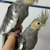 طوطی برزیلی و عروس هلندی|پرنده|برازجان, |دیوار