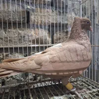 ماده زرد کت سفید ۴۰ سانتی|پرنده|مشهد, رضاییه|دیوار