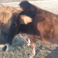 لیشه چالوسی عروسک|حیوانات مزرعه|کلاچای, |دیوار