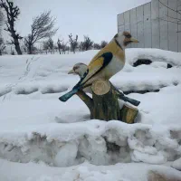 مجسمه سهره نر و ماده