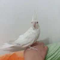 عروس هلندی آلبینو