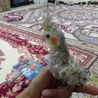 مرغ عشق نرو ماده ۳ عدد تخم مرغ