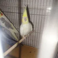 دو عدد عروس هلندی ماده بالغ