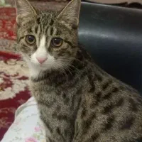گربه معمولی رایگان