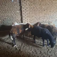 قوچ بذری|حیوانات مزرعه|نیشابور, بکاول|دیوار