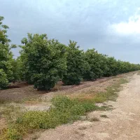 باغچه-درخت-جوان-وبرق-شخصی-دزفول-1000متر