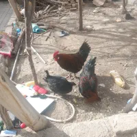 خروس ومرغ|حراج|مشهد, چهارچشمه|دیوار