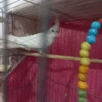 فروش یک عددعروس هلندی ماده سفیدی دست|پرنده|تیران, |دیوار