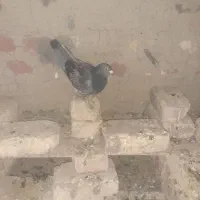 کبوتر مگس و مینا|پرنده|کرباسک, |دیوار