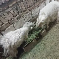 کره|حیوانات مزرعه|کرمان, |دیوار