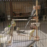 عروس هلندی|پرنده|ری, سرتخت|دیوار