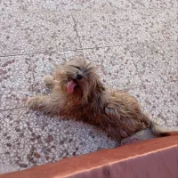 سگ شیتزو 5 ماهه|سگ|گلبهار, شهر جدید گلبهار|دیوار