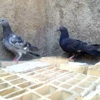 کبوتر|پرنده|کارون, |دیوار