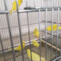 مرغ عشق هلندی اسپانگل|پرنده|جهرم, |دیوار