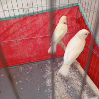 قناری|پرنده|داراب, |دیوار