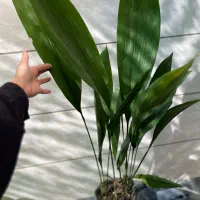 گل آپارتمانی با کیفیت و قیمت مناسب