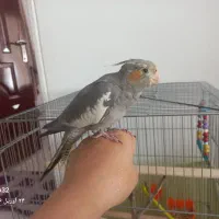 عروس هلندی جوجه ۳ ماهه نر