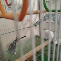 مرغ عشق|پرنده|ری, دولت‌آباد|دیوار